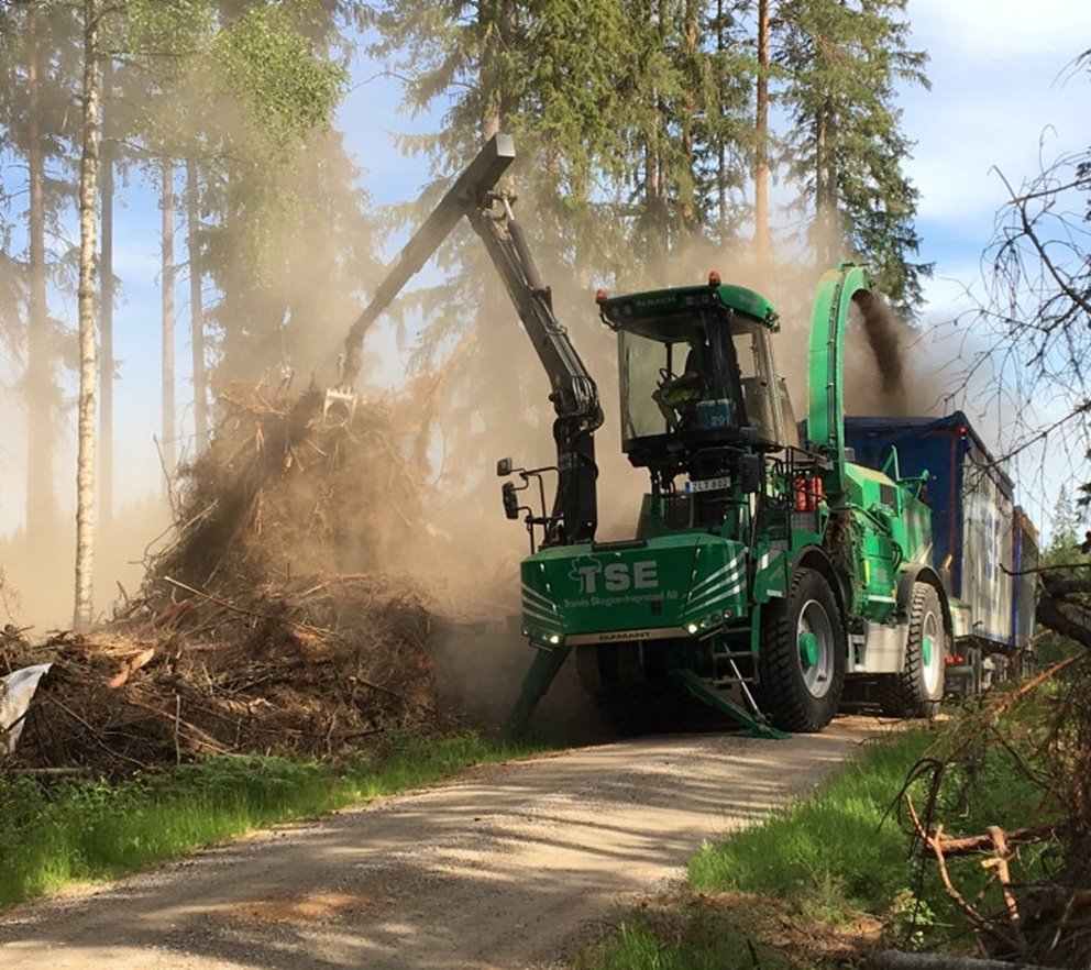 Flisning av barrgrot.