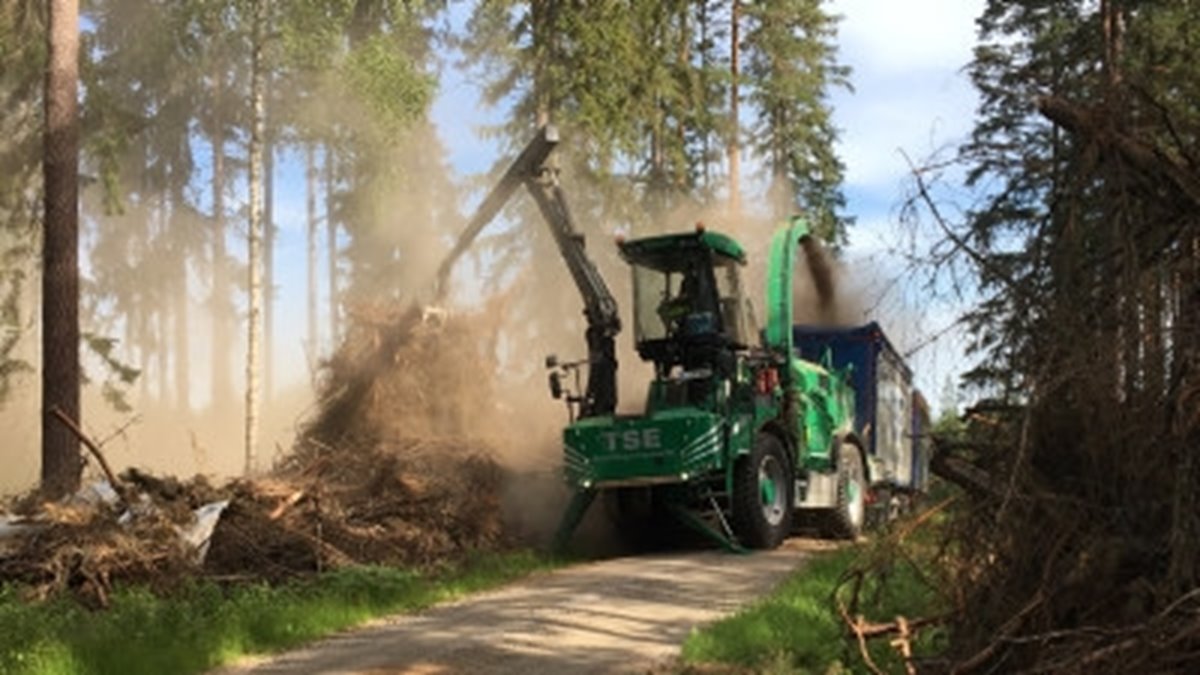 Flisning av barrgrot.