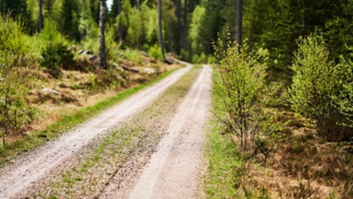 Skogsbilvägar 2021.