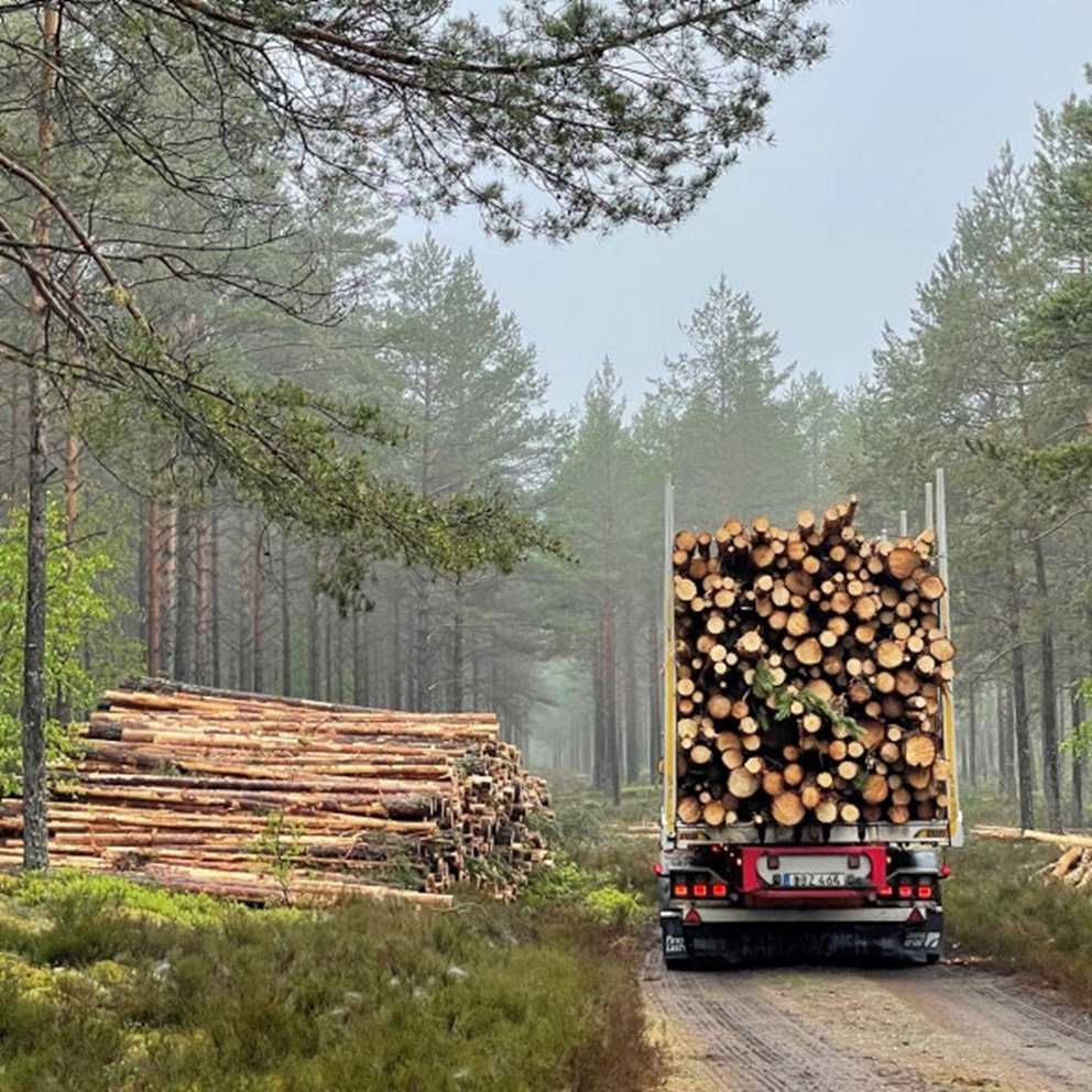 Lastbil i morgondis på skogsbilväg.
