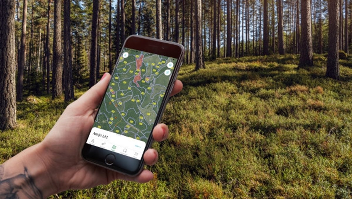 Collagebild Appen Min skogsgård Tallskog med blåbärsris