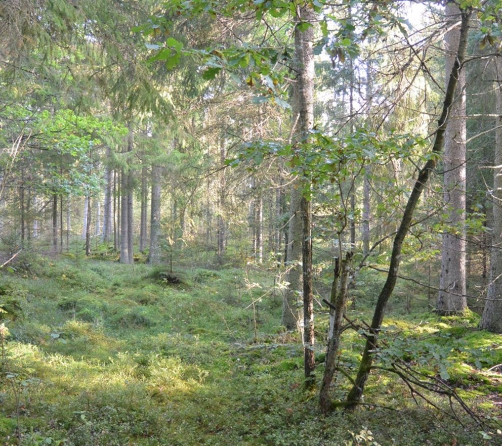 Hyggesfria skötselmetoder