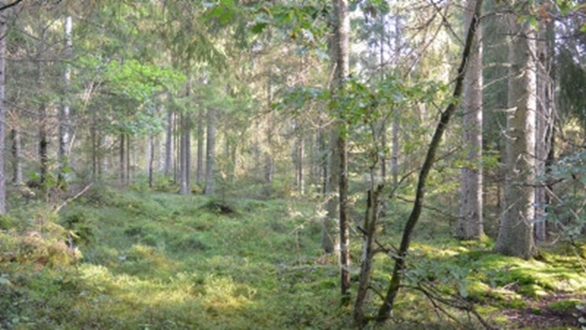 Hyggesfria skötselmetoder