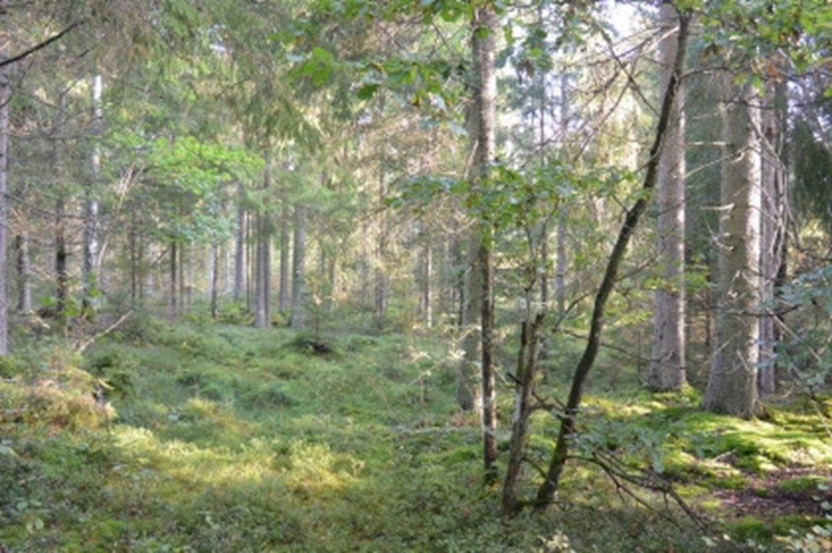 Hyggesfria skötselmetoder