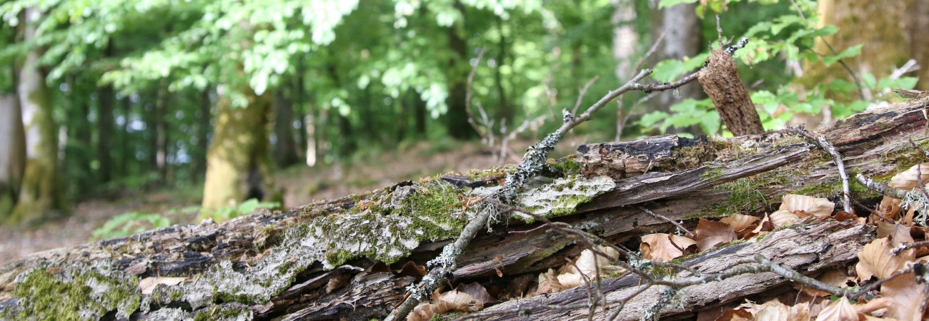 bokskog; lövskog; sommar; död ved; naturvård; hänsyn
