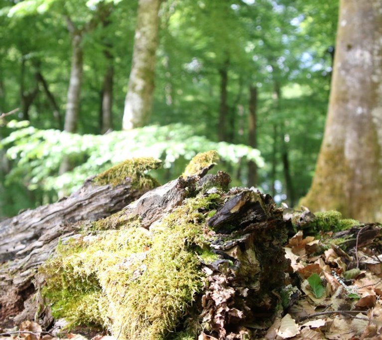 bokskog; lövskog; sommar; död ved; naturvård; hänsyn