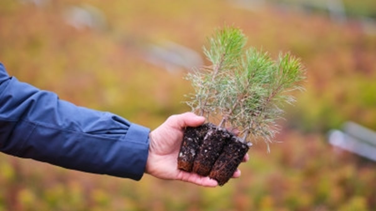 Plantering av täckrotsplanta