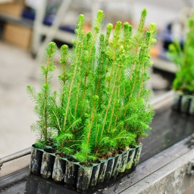 Södra Skogsplantor Flåboda Granplantor i kasett