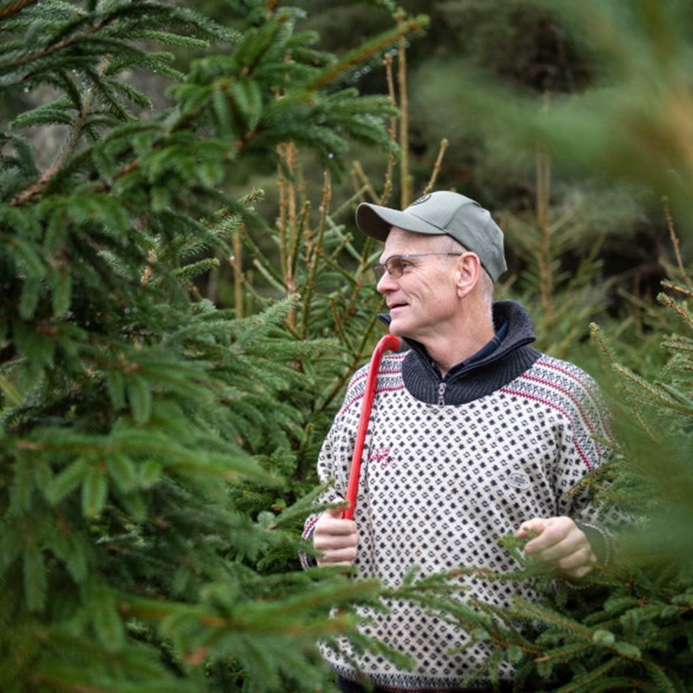 Julgransodling. Södramedlemmen och före detta inspektorn Mats Gustafsson ser sin julgransodling som ett bra komplement till den övriga skogen. Granarna behöver visserligen skötas om varje år, men ger en välkommen årlig inkomst till gården.