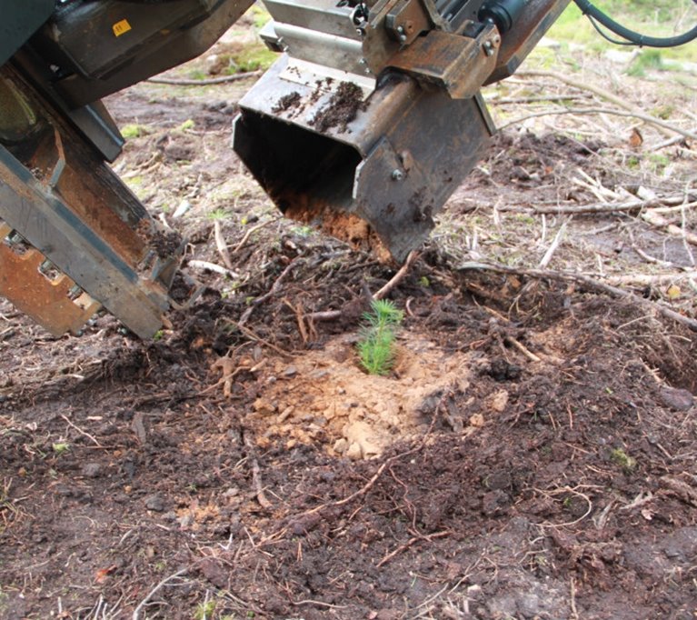 Maskinen planterar en granplanta