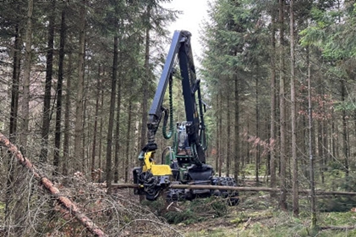 Andra gallring gran.