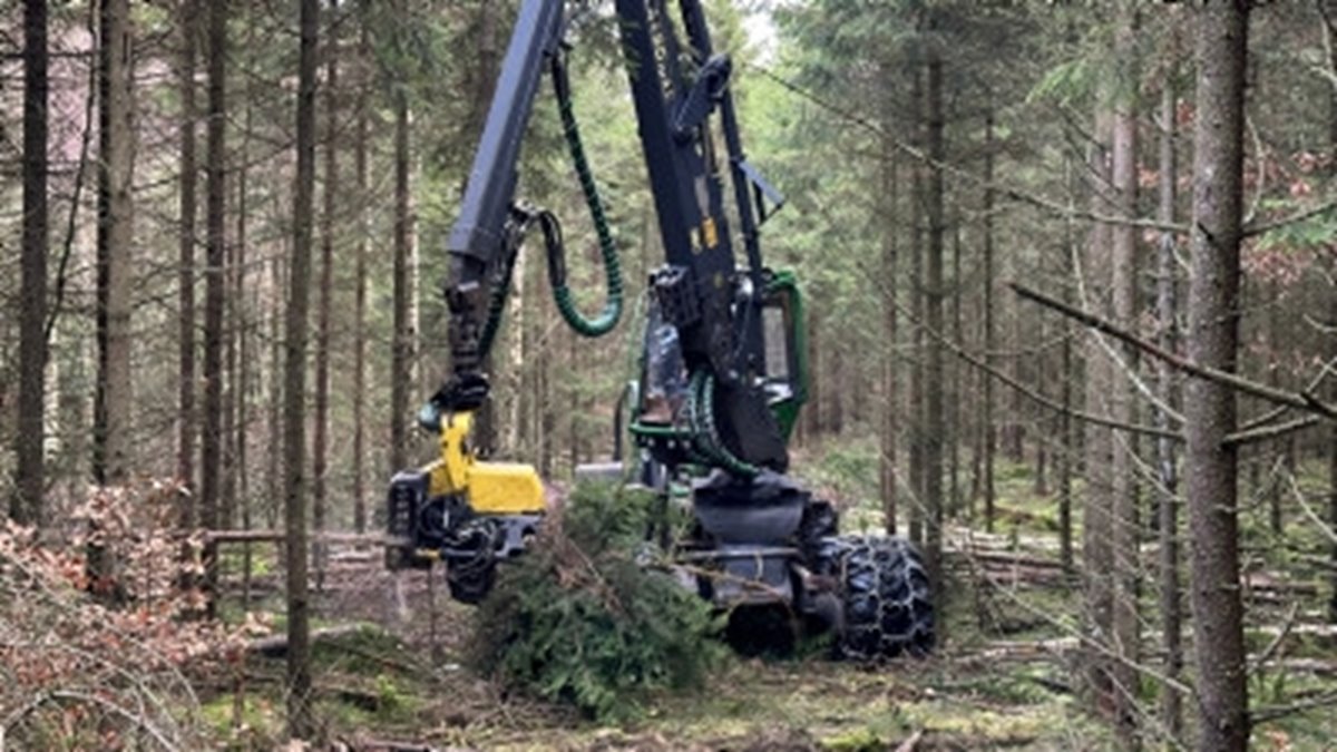 Andra gallring gran.