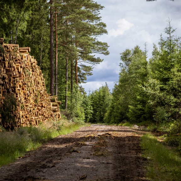 skog