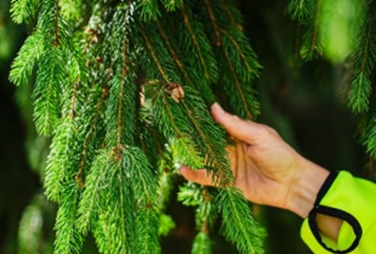 Fotografering plantskolan i Falkenberg