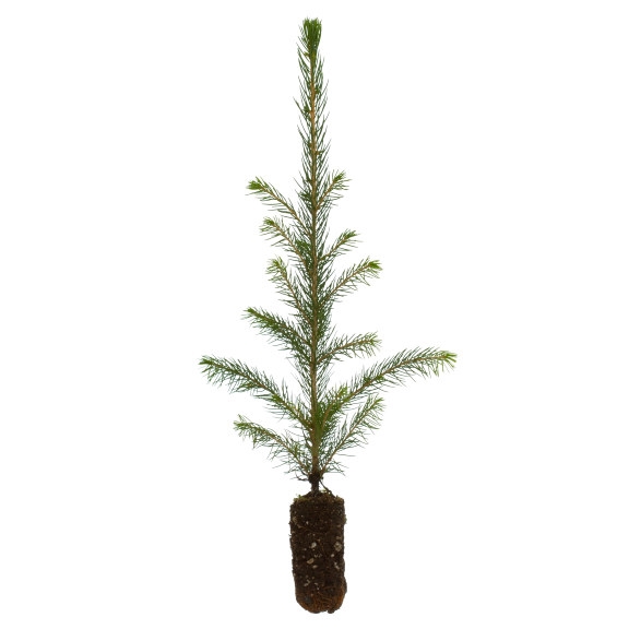 Täckrotsplanta med mekaniskt skydd mot snytbagge.