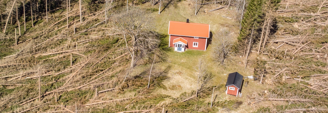 Stormskador efter stormen Gudrun 