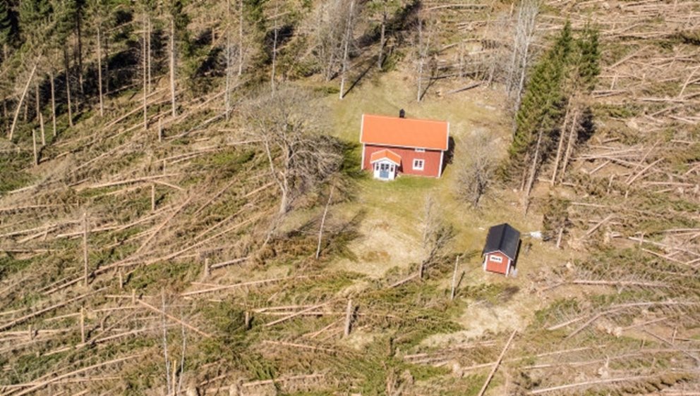 Stormskador efter stormen Gudrun 