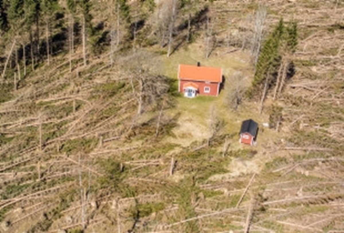 Stormskador efter stormen Gudrun 