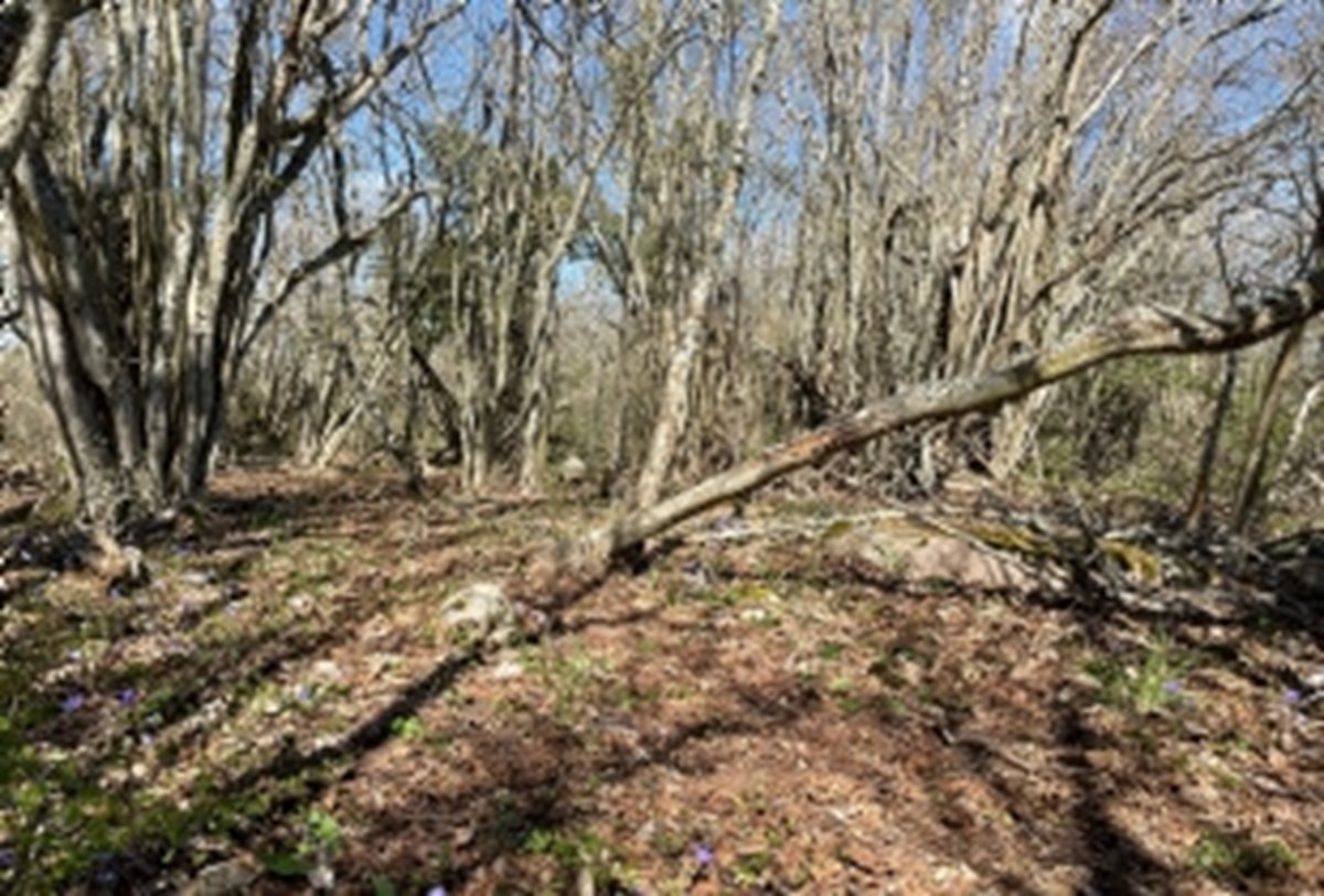 Hassellundar – viktiga inslag i vår omgivning