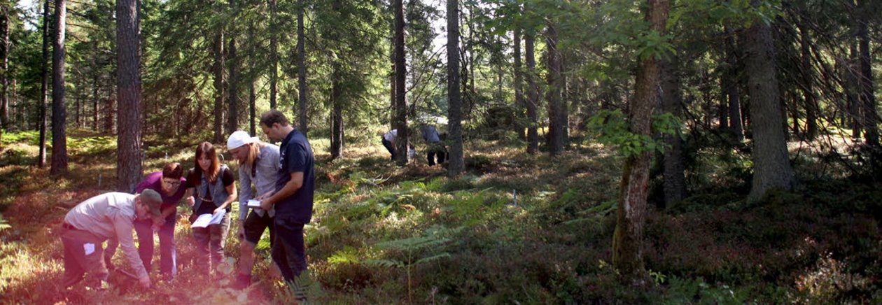 skog