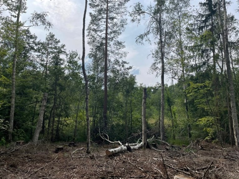 På bilden syns en kantzon till våtmark som lämnats i samband med avverkning. I kantzonen har högstubbar av björk skapats och en grov topp har lämnats kvar på marken som naturhänsyn.