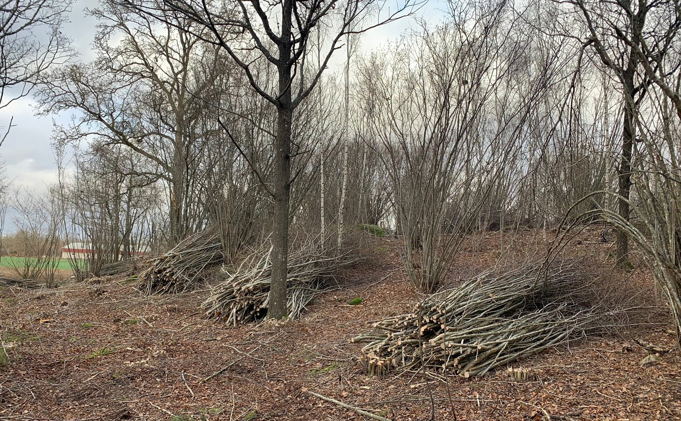 Brynmiljö intill åker där klippmaskin fällt en del sly och någon yngre hassel för att gynna kvarstående buskar och lövträd. Huvuddelen av buskskiktet är kvar, men miljön har nu blivit ljusare.