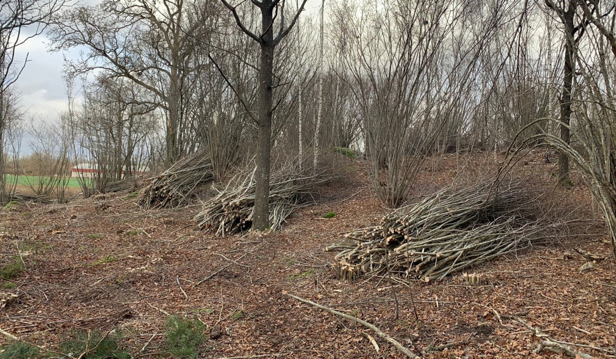 Brynmiljö intill åker där klippmaskin fällt en del sly och någon yngre hassel för att gynna kvarstående buskar och lövträd. Huvuddelen av buskskiktet är kvar, men miljön har nu blivit ljusare.