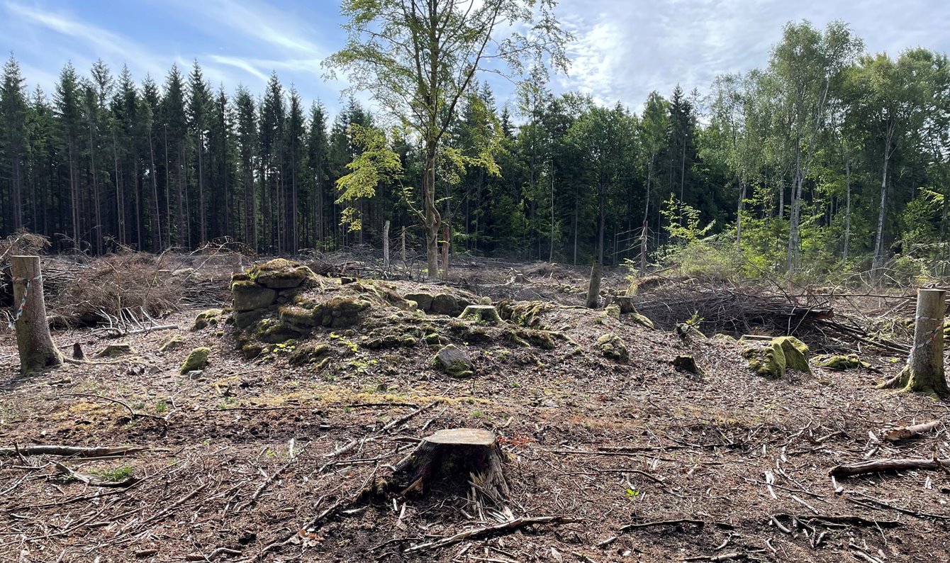 Gammal husruin där alla träd som vuxit på lämningen avverkats, riset plockats bort från den och kulturstubbar har ställts för att förhindra
skada. En korrekt hantering av en kulturlämning.