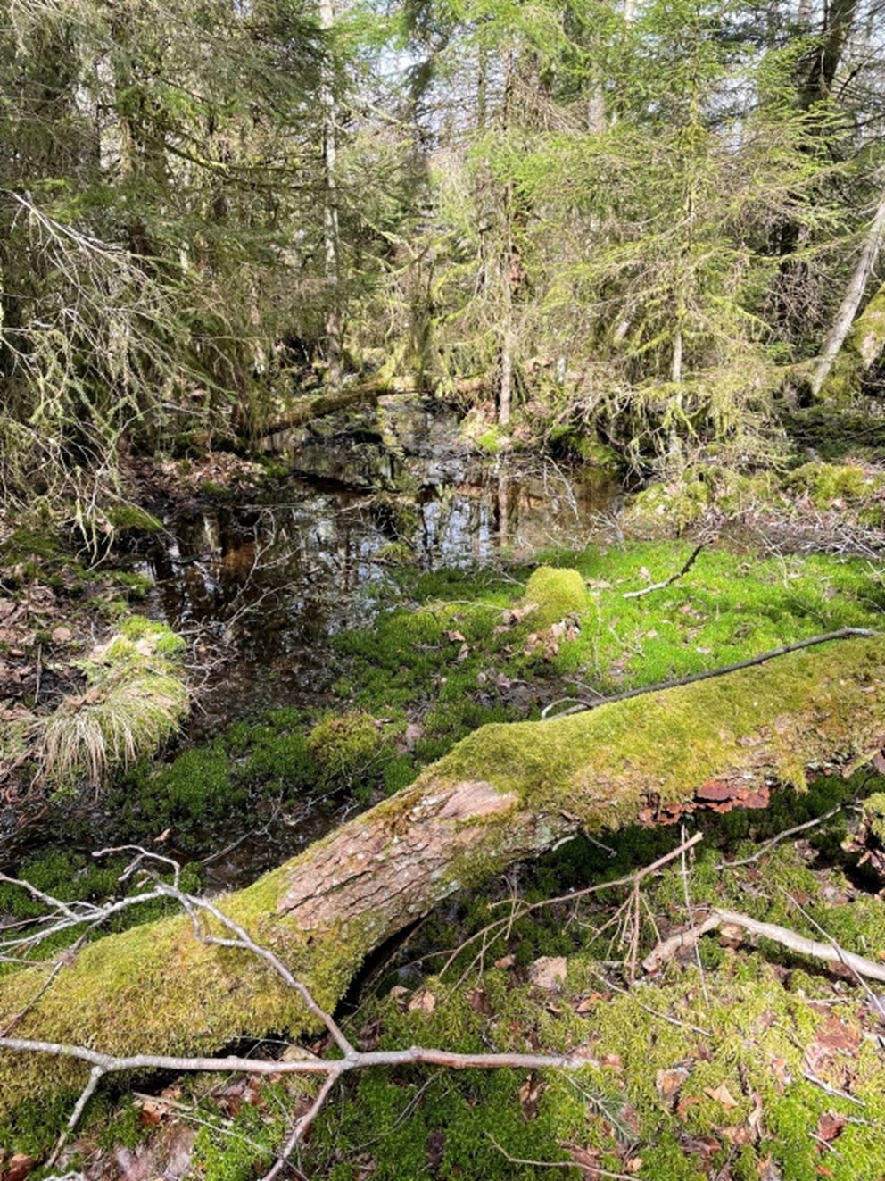 Sumpskogen är en hänsynskrävande biotop som ofta präglas av orördhet, gamla träd, död ved och jämn fuktighet. Här är utmaningen att stanna i tid med både förröjning och avverkning för att inte påverka naturvärdena negativt.