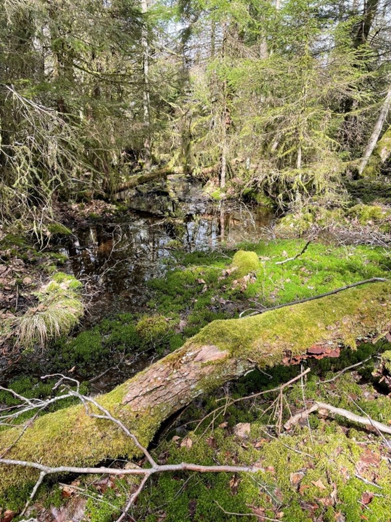 Sumpskogen är en hänsynskrävande biotop som ofta präglas av orördhet, gamla träd, död ved och jämn fuktighet. Här är utmaningen att stanna i tid med både förröjning och avverkning för att inte påverka naturvärdena negativt.