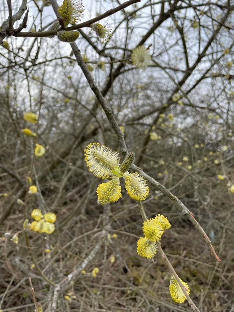 Blommande buskar av sälg och vide är vårens första frukost för humlor och andra pollinerande insekter.