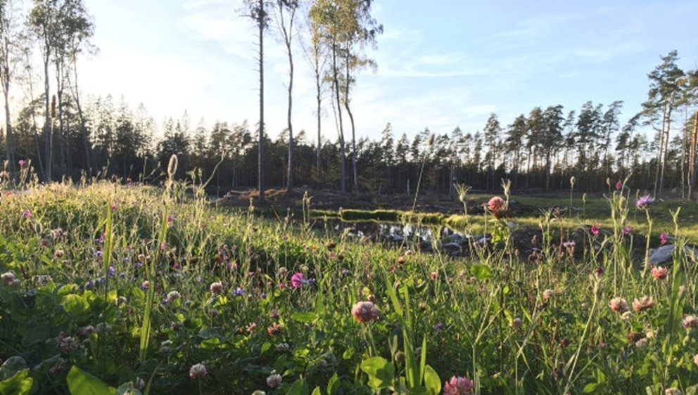 Våtmark