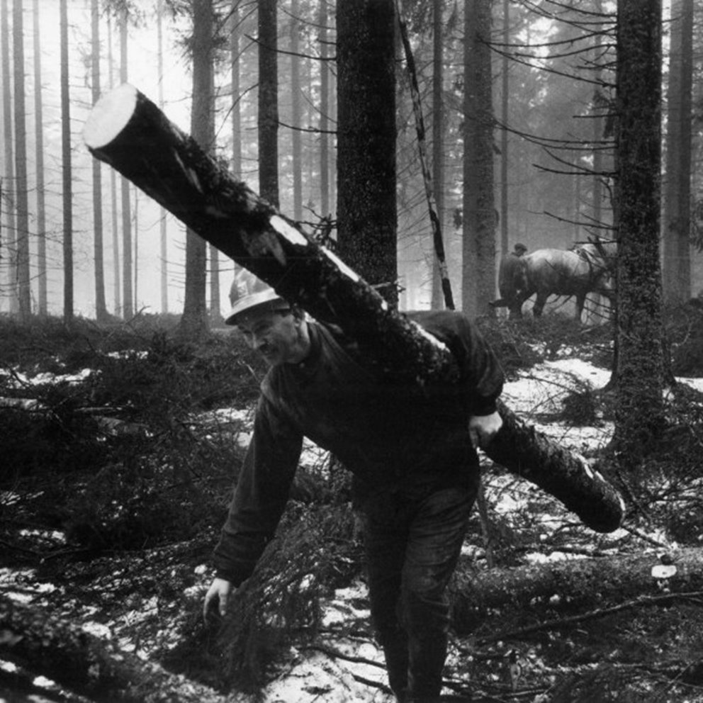 Äldre svartvitt bild med man i skogen som bär stock.