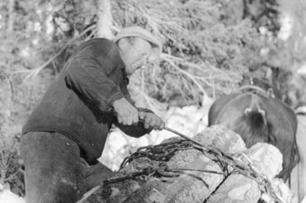 Svartvit bild, man som binder fast stockar på en vagn