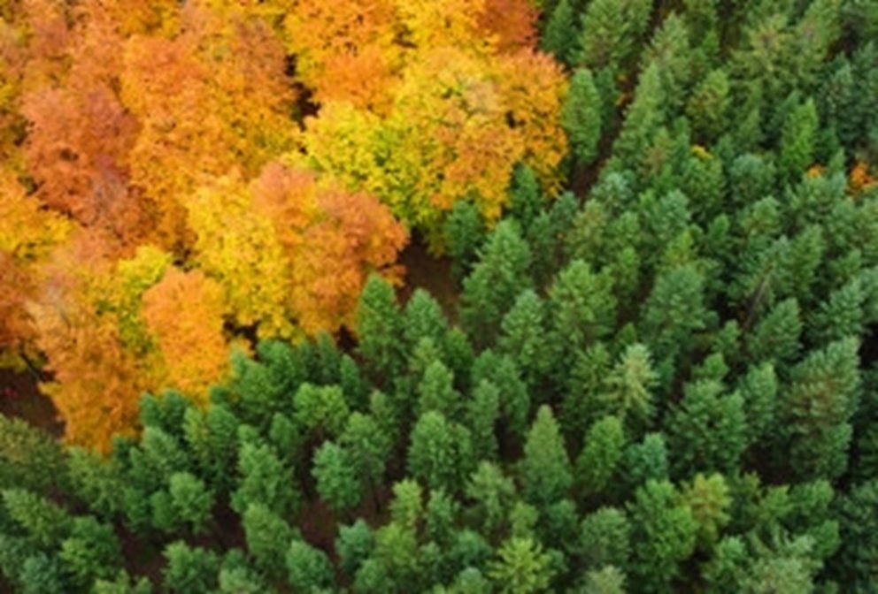 Skog på hösten