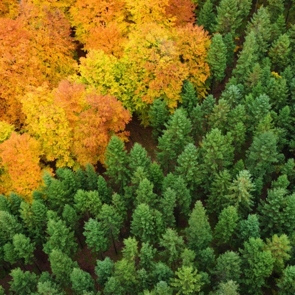 Flygbild över skog med höstfärger