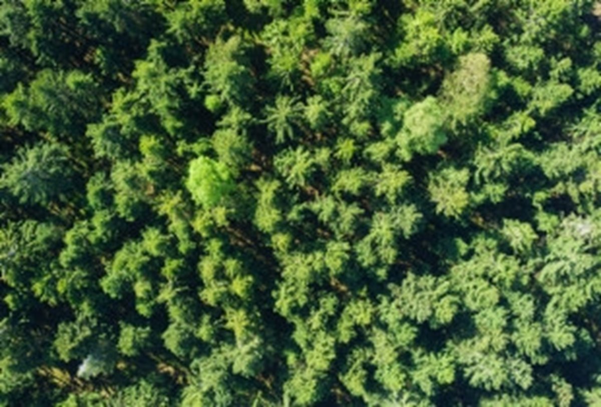 Flygarebild på grön skog