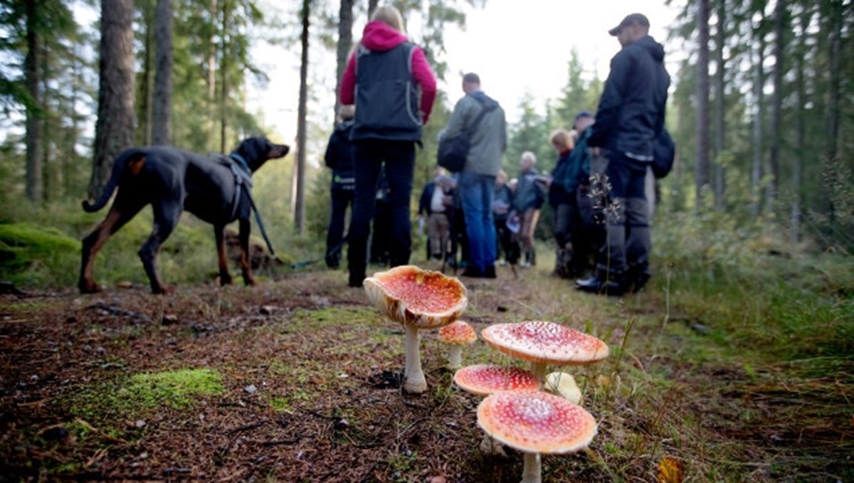 Hovrätten och Skogsstyrelsen och markägare på syn angående föreläggande om försiktighetsmått vid avverkning av skog på fastiheten Hampedal 1:2 nära Töllsjö i Bollebygds kommun.