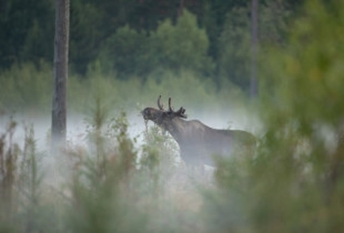 Älg Älgbilder fyra styck från samma serie. Älgbilder fyra styck från samma serie.