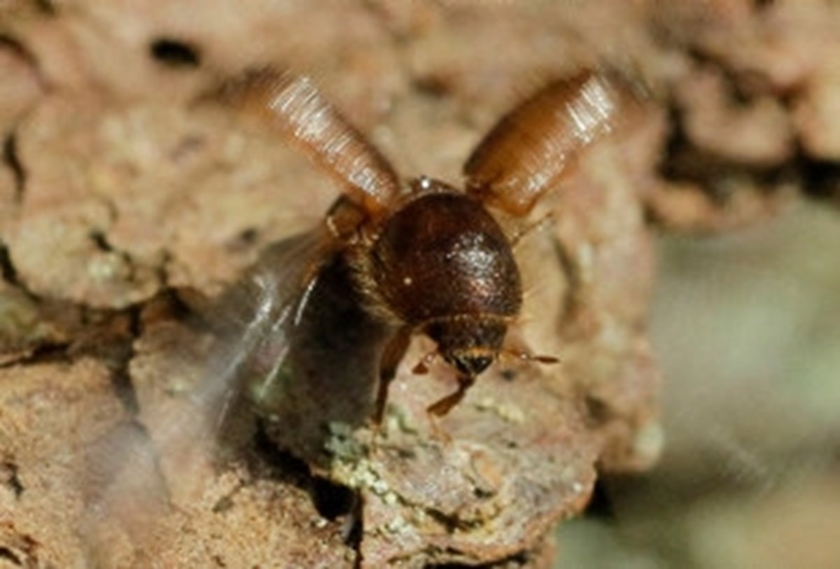 Granbarkborre som börjat flyga iväg och slår med vingarna.
