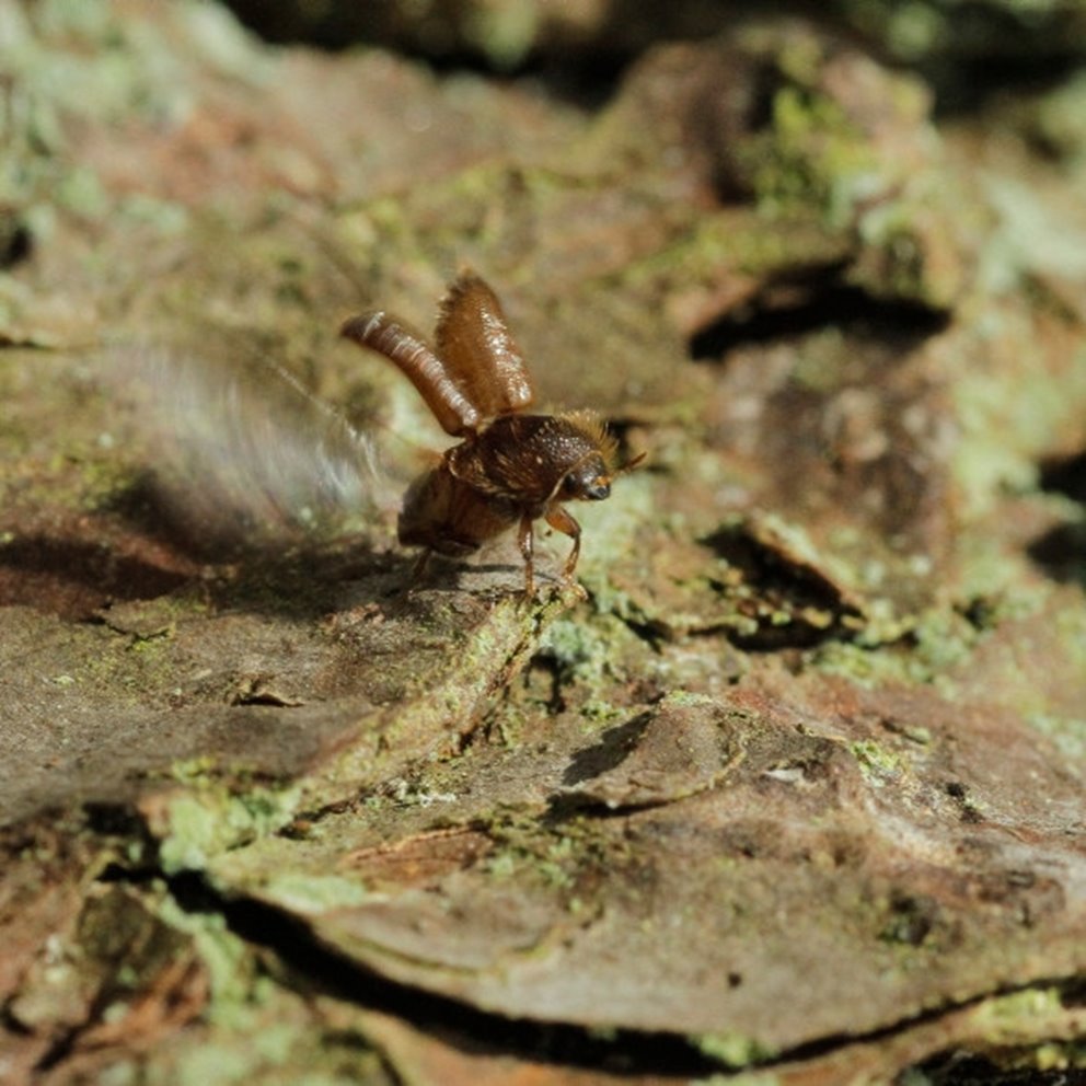 Granbarkborre som börjat flyga iväg och slår med vingarna.