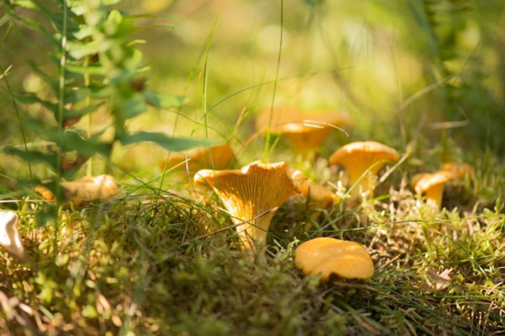 Kantareller i skogen.