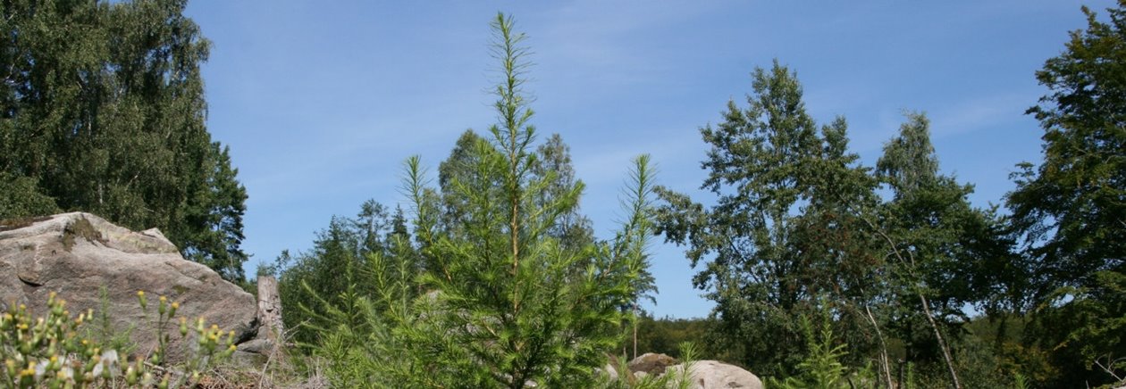 Lärkplanta på hygge.