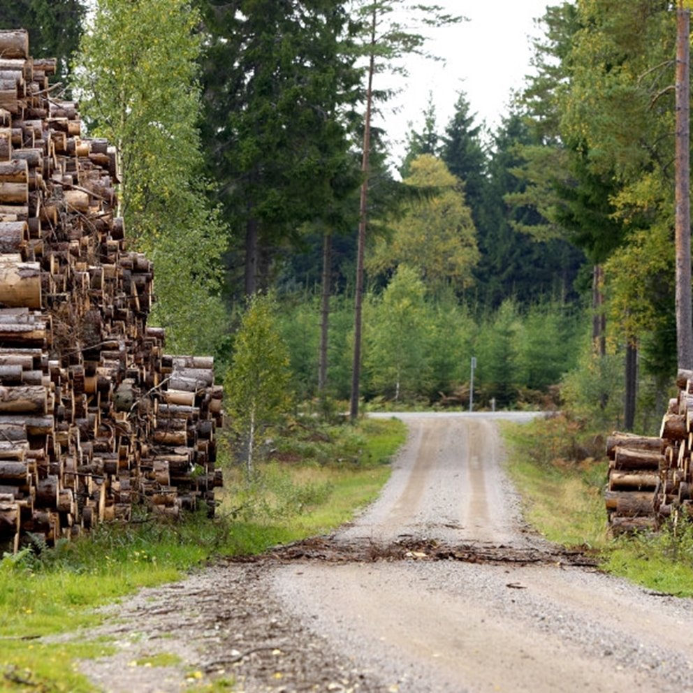 Massavedstravar utmed grusväg.