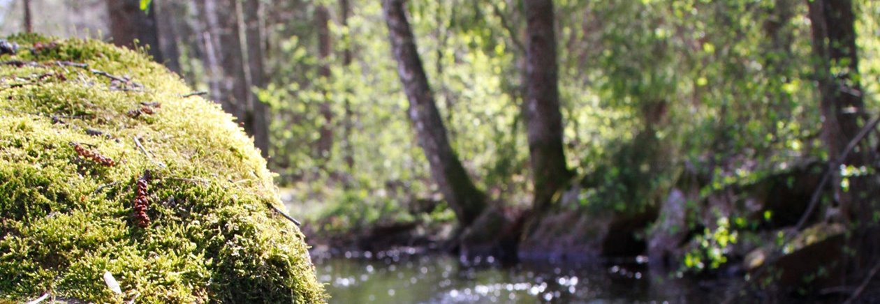 Vattendrag i skogen nära Fågelfors.