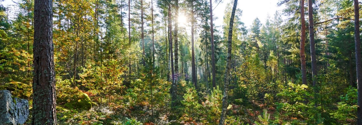 VR360 Blandskog i motljus