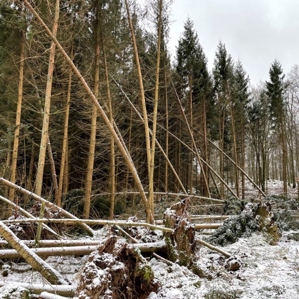 Stormen Malik, drog fram över södra Sverige den 29-30 januari 2022. Skadad gallring.