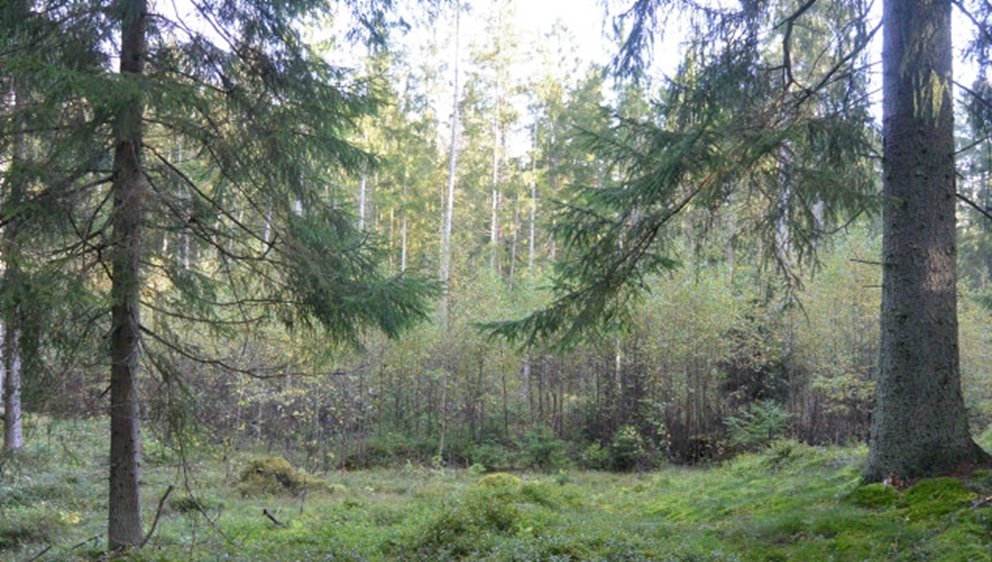 Hyggesfria skötselmetoder
