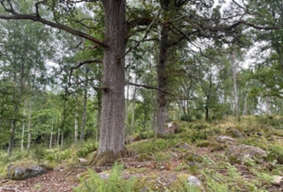 En ännu inte igenvuxen skogbärande betesmark.
