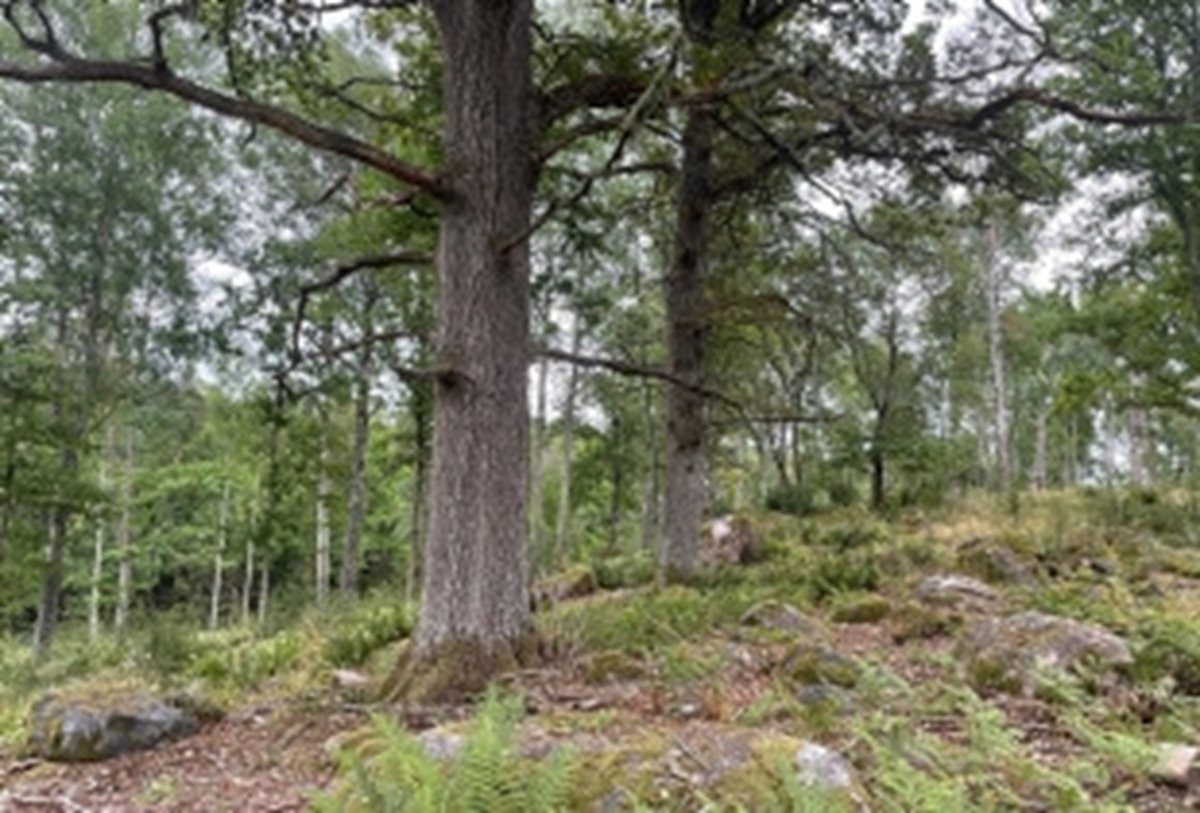 En ännu inte igenvuxen skogbärande betesmark.